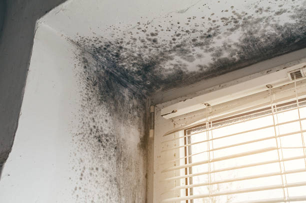 Affordable Mold Cleanup solutions in Mount Union, PA